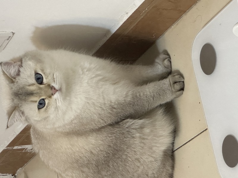猫咪