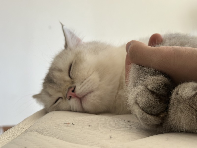 猫咪
