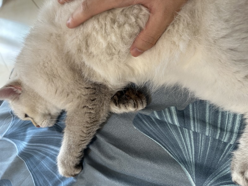 猫咪