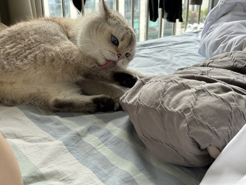 猫咪