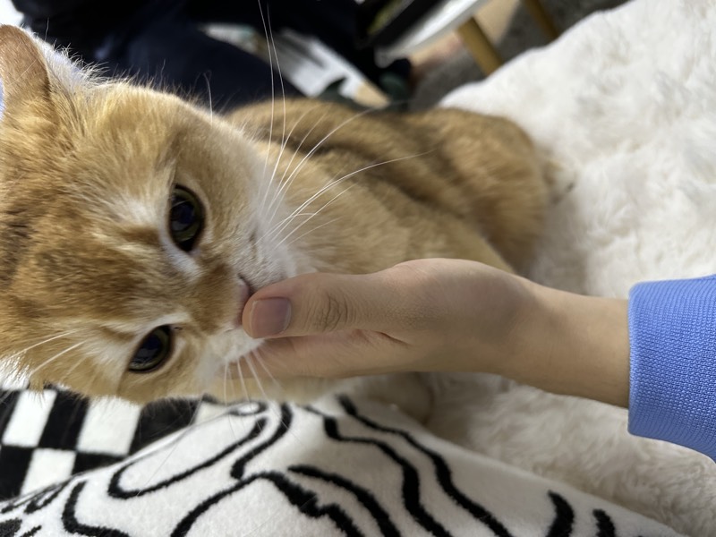 猫咪