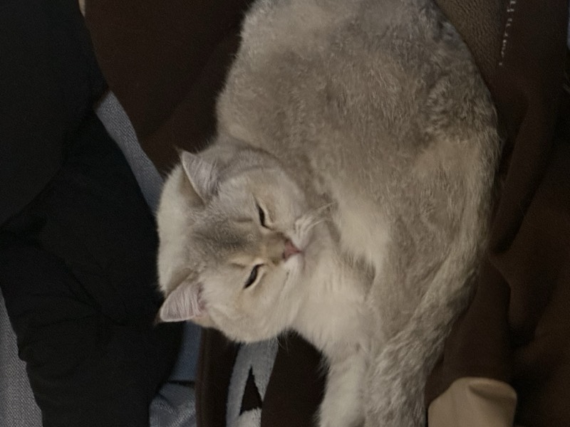 猫咪