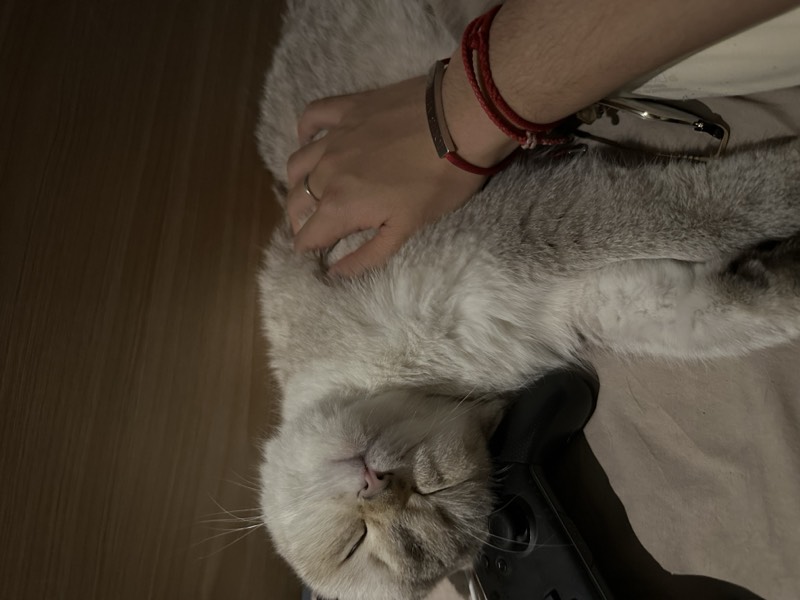 猫咪