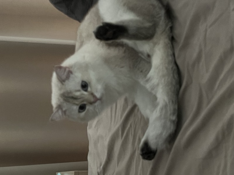 猫咪