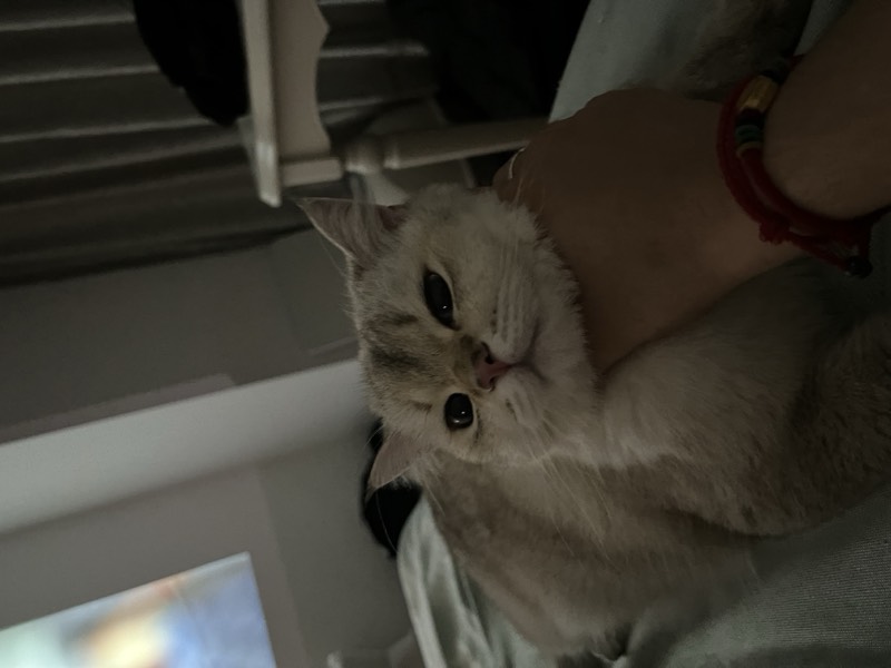 猫咪