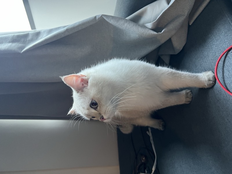 猫咪