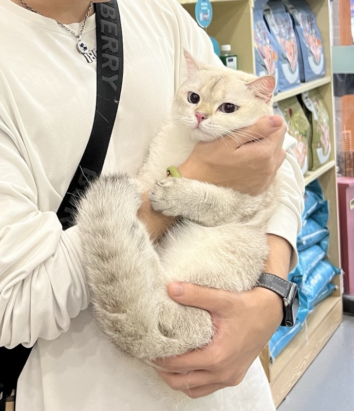 猫咪