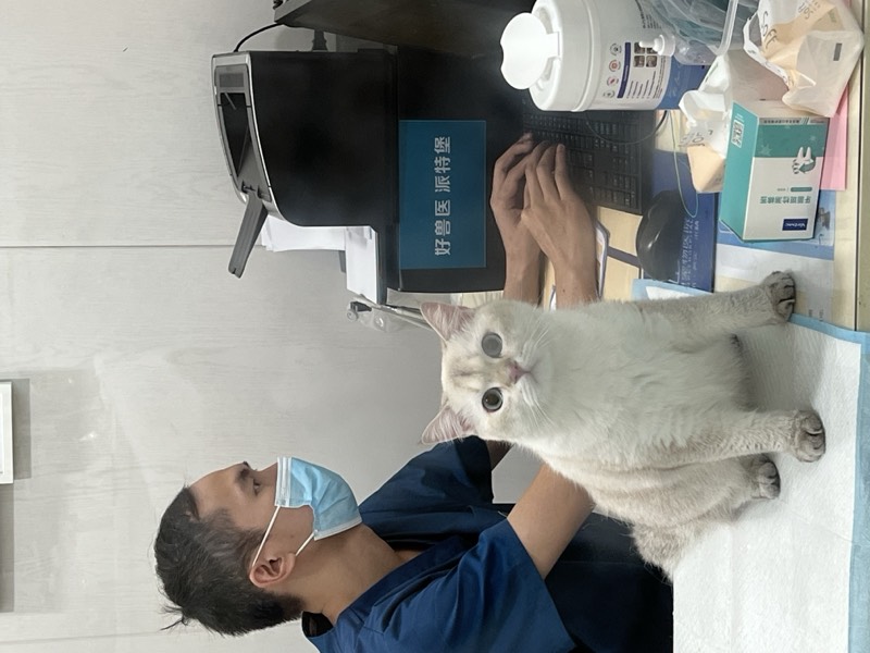 猫咪