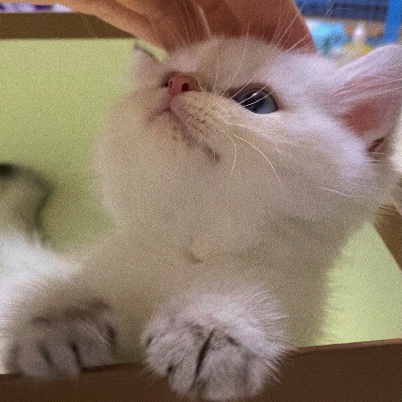 猫咪